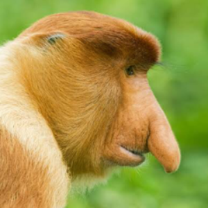 Mongey